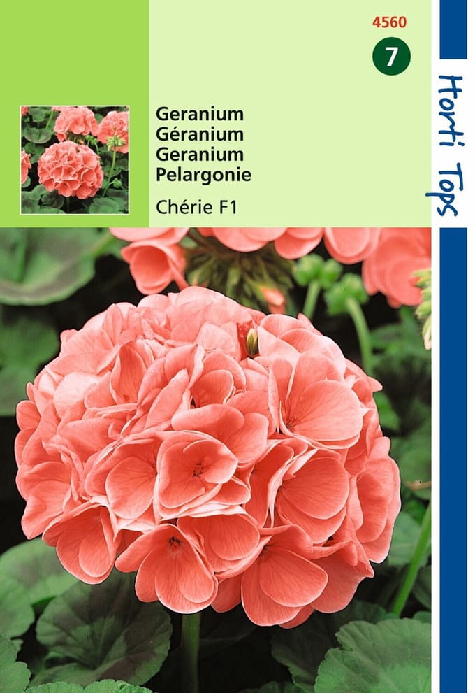 2 stuks - Hortitops - Pelargonium F1 Cherie Zalm Rose
