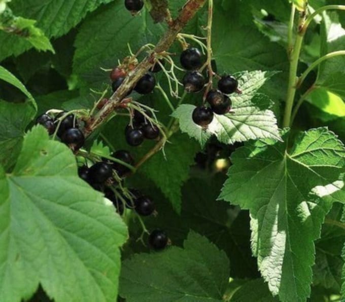 Ribes nigr. 'Titania' - Zwarte bes in pot