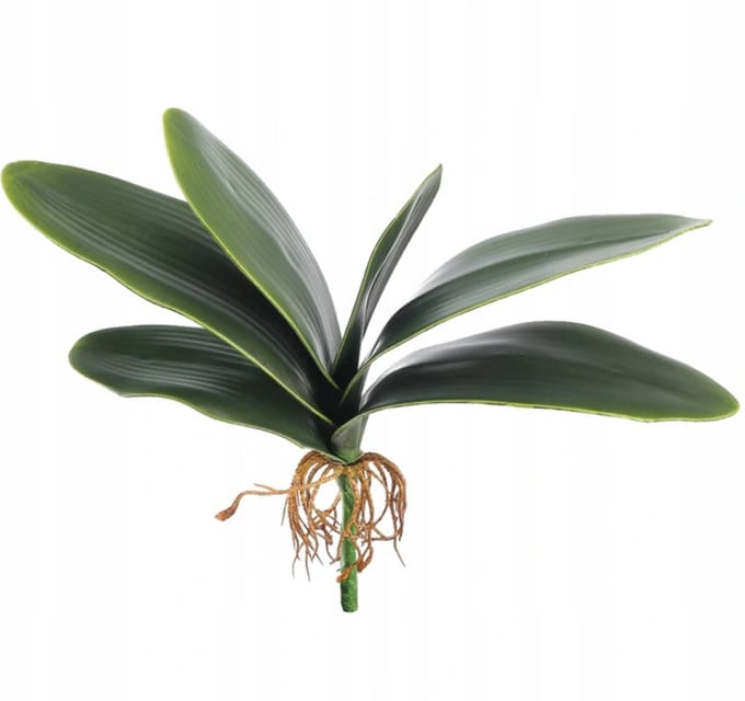 Inspiruj - Kunstplant Orchidee - Rubberbladeren - 31cm - Met Wortels