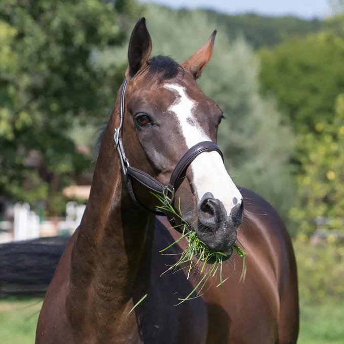 Leren halster voor paarden Kieffer Ultrasoft®