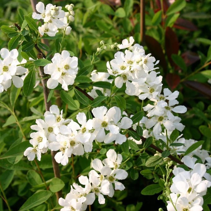 Exochorda 'The Bride' - Parelstruik 50-60 cm pot