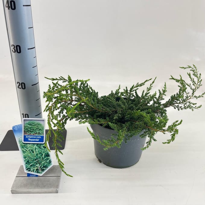 Juniperus comm. ‘Repanda’ - Jeneverbes | 20-25 cm pot
