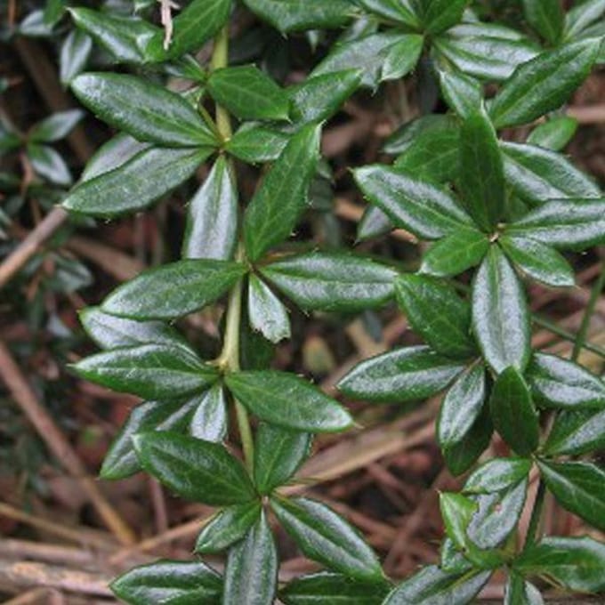 Berberis Hybrido Gagnepainii 'Chenaultii' - Zuurbes 25-30 cm pot