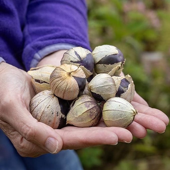 Tomatillo zaden - Tomatillo Purple