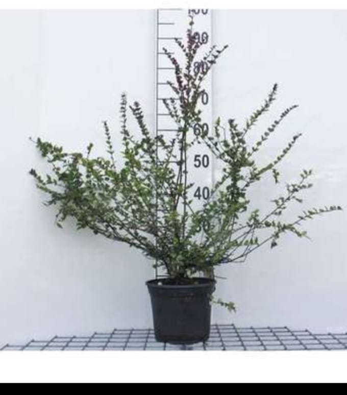2 x Lonicera nit. 'Red Tips' - Chinese Kamperfoelie 20- 25 cm in pot
