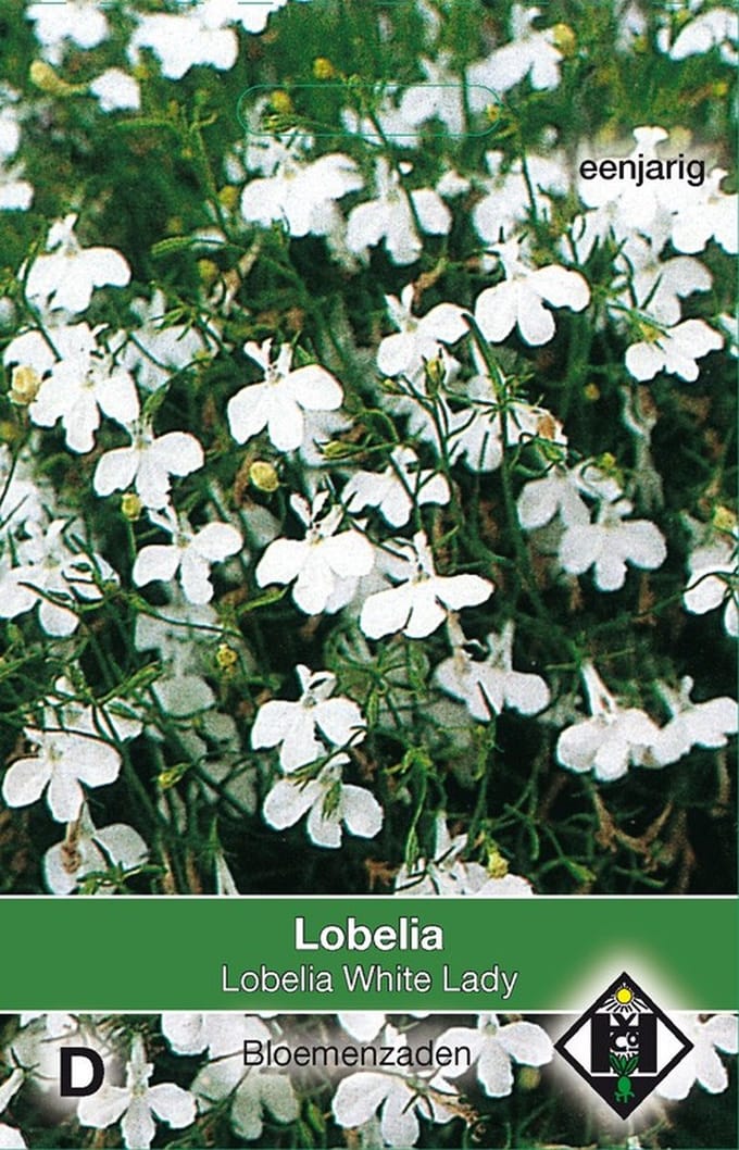 2 stuks Lobelia erinus White LadyVan Hemert & Co