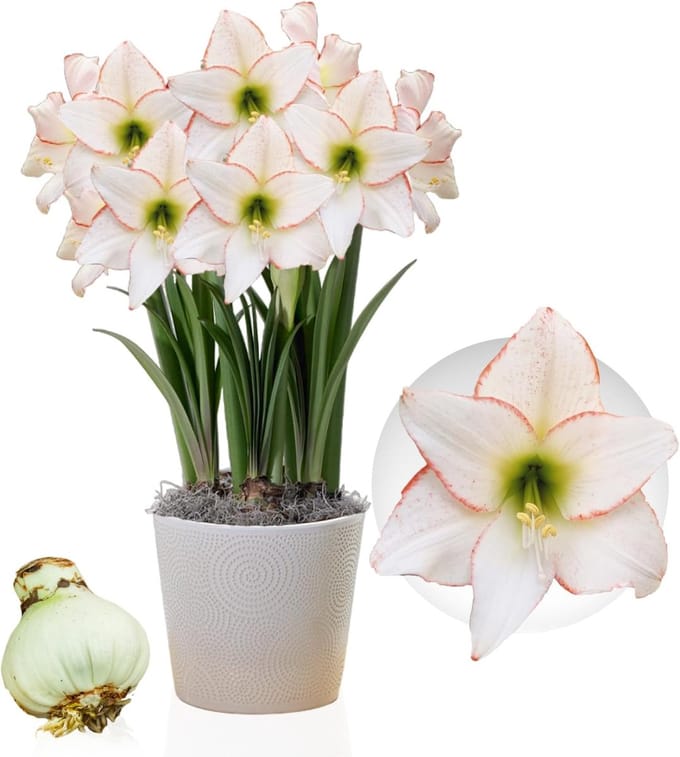 Amaryllis Bol - Picotee - Bloembollen - 1 stuk - Wit - Bloem bollen