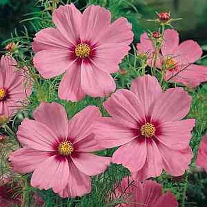 Cosmea zaden - Gloria