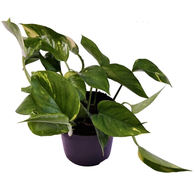 Epipremnum pinnatum 'Aureum' - Hoogte 20cm - Pot 12cm