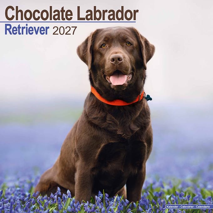Labrador Retriever Bruin Kalender 2027