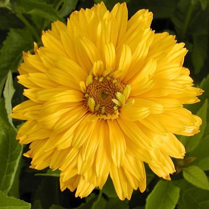 6 x Heliopsis Helianthoides 'Goldgefieder' - Zonneoog pot 9x9cm