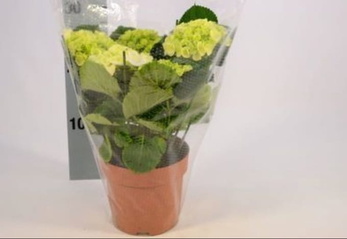 2 x Hydrangea macr. wit/blanc - Hortensia 25- 30 cm in pot