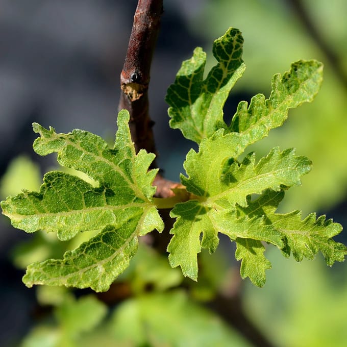 Ficus carica 'Icecrystal', Vijgenboom, 2 liter pot