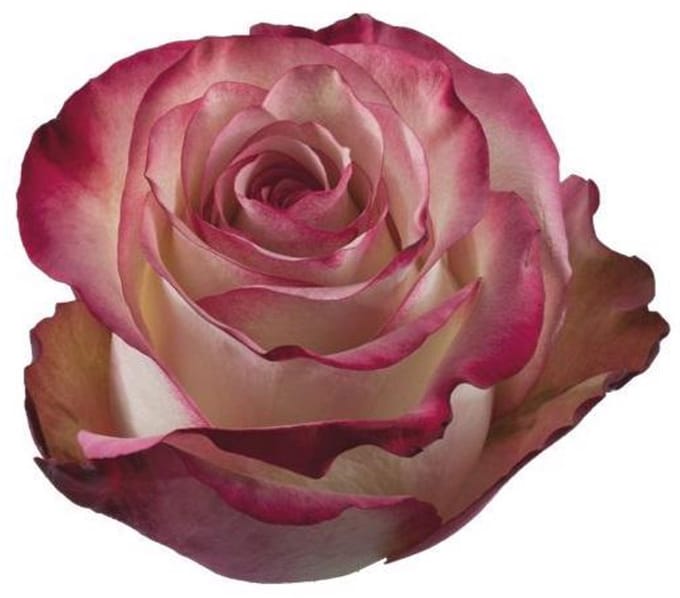 10x Rosa paloma 50cm