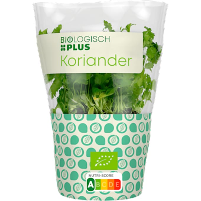 Koriander