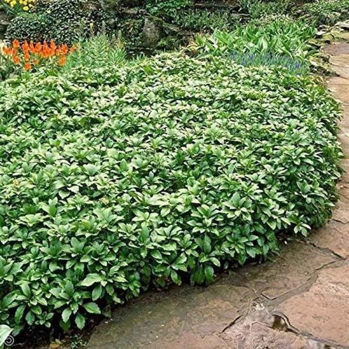 Pachysandra Terminalis - Groene Bodembedekker - Tuinieren Bodembedekking - Makkelijk Groeiend - 1 Plant - Groen