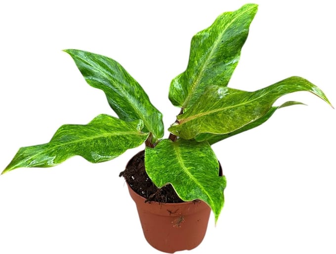 Philodendron Orange Marmelade Kamerplant Potmaat Ø17 cm |Vers Van De Kweker