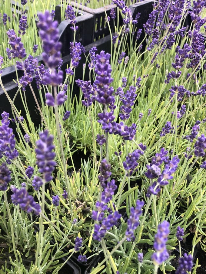 6x Lavandel - Lavandula angustifolia 'Hidcote' | 9x9 cm pot