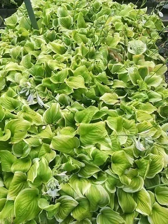 6x Hartlelie - Hosta hybr. 'Fragrant Bouquet' | 9x9 cm pot