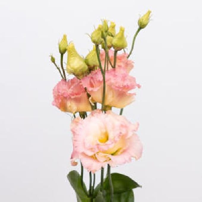 10x Eust.alissa champagne du 70cm