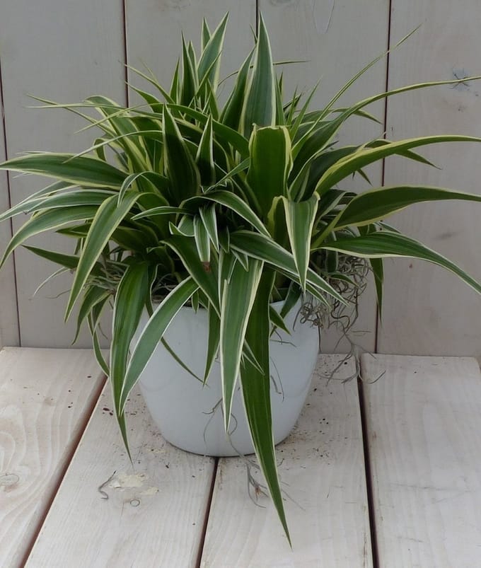 Chlorophytum in witte pot 25 cm