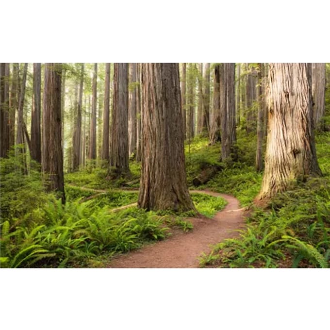Fotobehang Redwood Trail - Meerkleurig - 2,80m X 450cm