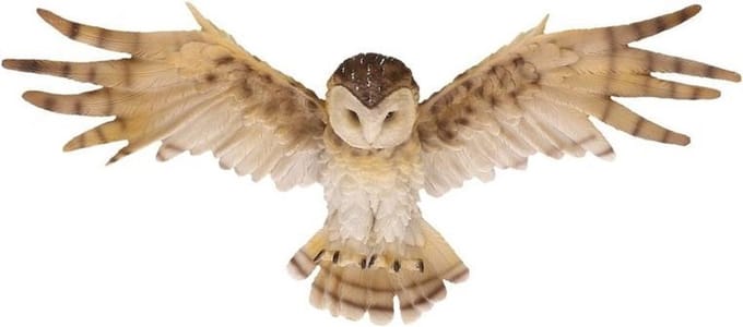 Dierenbeeld kerkuil - 55 cm - decoratie wandhanger groot - polystone - binnen/buiten