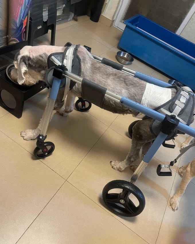 Huisdier Rolstoel - Honden Looprek - Ondersteuning Lopen - Verstelbaar Ontwerp - Lichtgewicht - Blauw