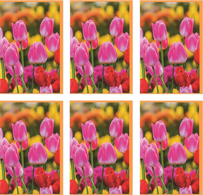 MGPcards - 6x dubbele wenskaart met envelop - Blanco - Bloemen - 11,5 x 17 cm