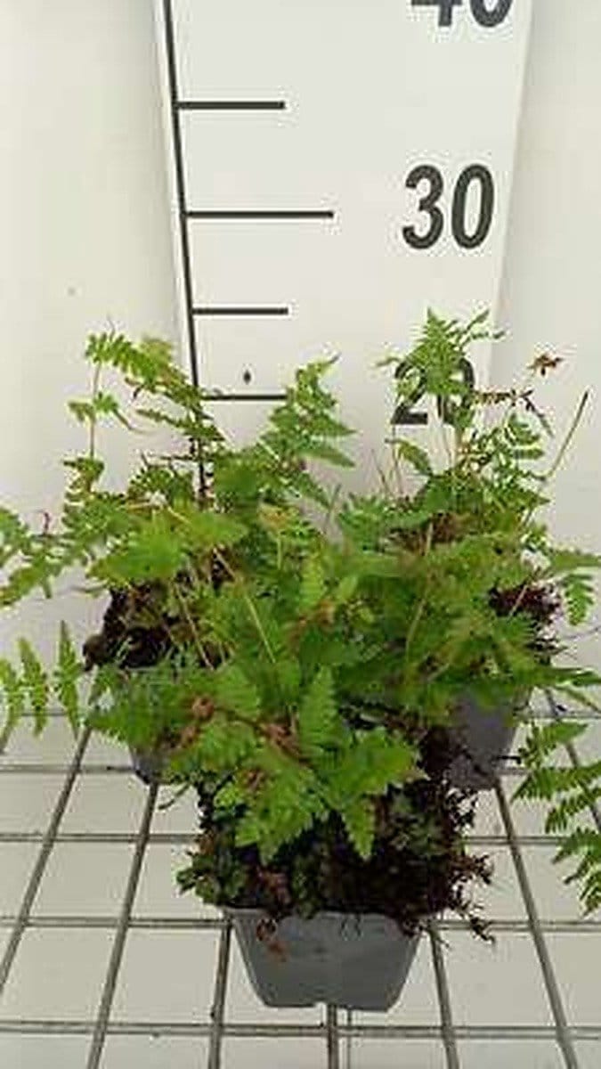 6x Moerasvaren - Thelypteris palustris ( dryopteris pal.) | 9x9 cm pot