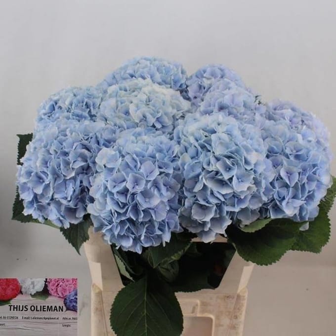 10x Hydr.verena blauw 80cm