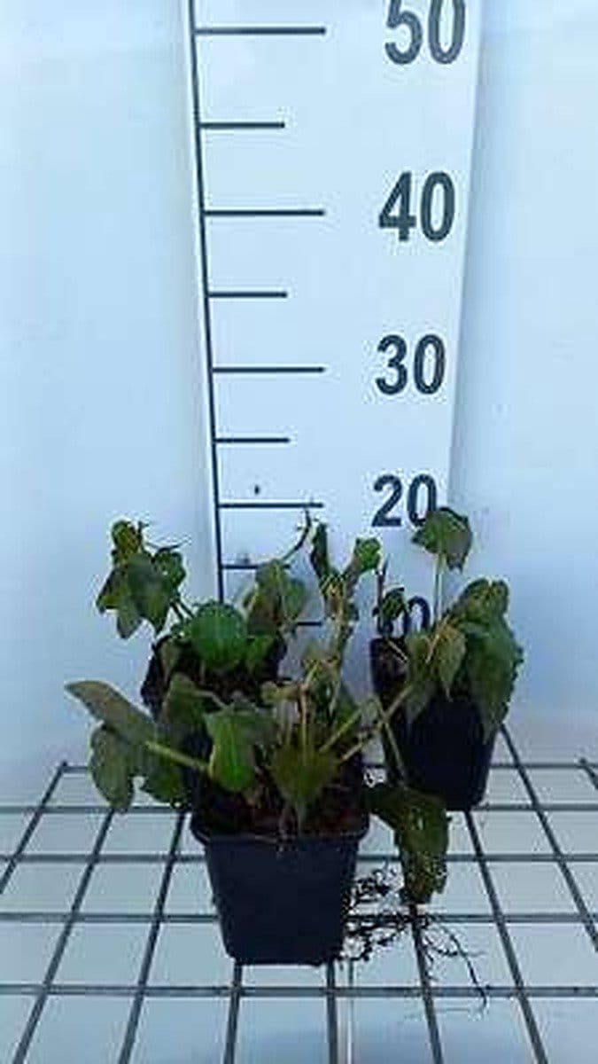 6x Duizenknoop - Persicaria amplexicaulis | 9x9 cm pot