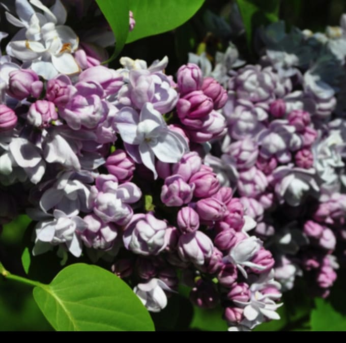 Syringa vulg. 'Kath. Havemeyer' - Gewone Sering 50- 60 cm in pot