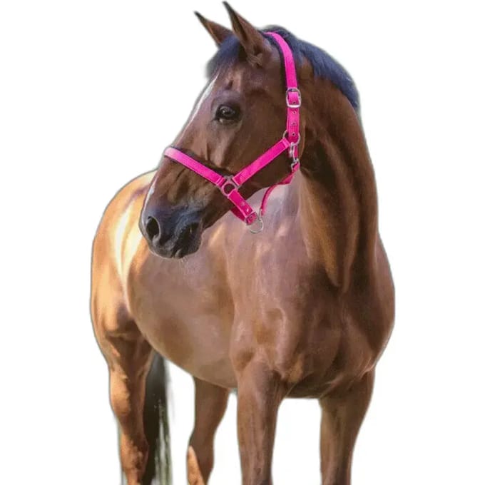 Halster voor paarden Norton Fluo
