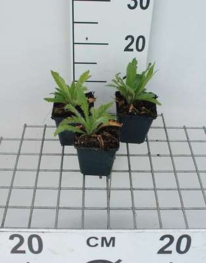 6x Papaver - Papaver or. 'Royal Wedding' | 9x9 cm pot