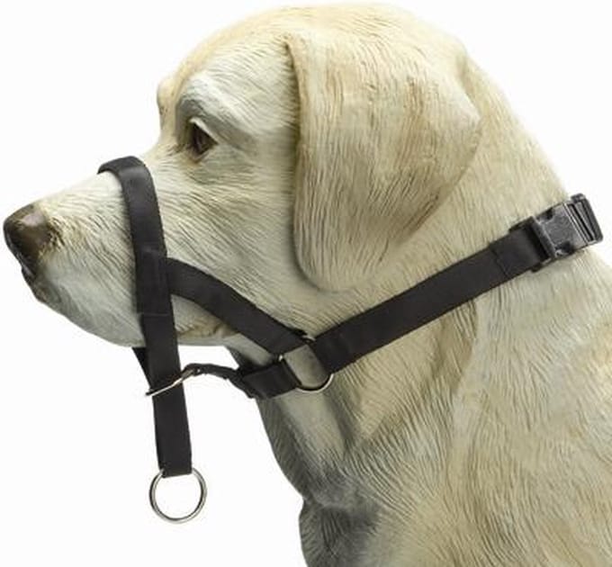 Beeztees Dog Control - Halsband Hond - Zwart - M - Snuitomtrek 32 cm