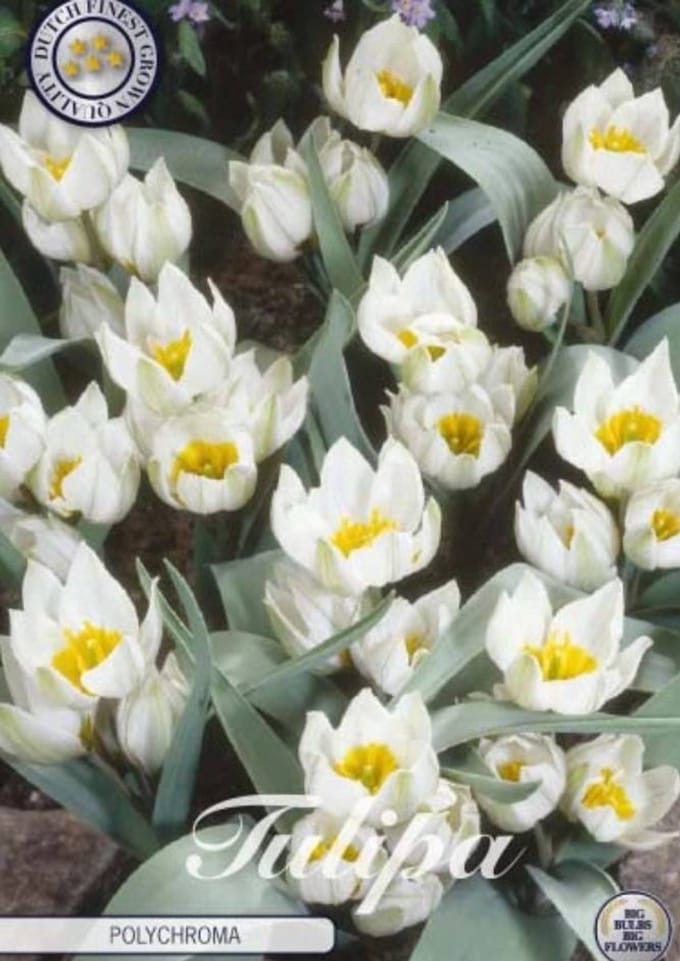 Polychroma Botanical Tulpen Bollen 10 stuks bolmaat 5/6
