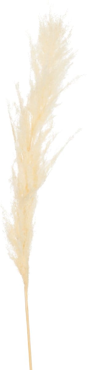 J-Line decoratie tak Pluim Pampasgras - riet - ecru - medium - 12 stuks