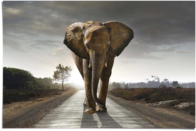 Poster Olifant - 61 x 91,5 - Papier - REINDERS