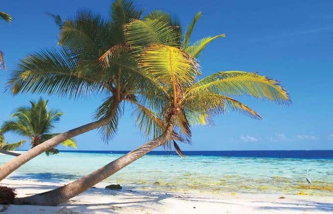 Beach Tropical Photo Wallcovering