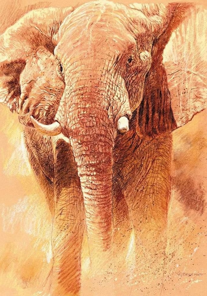 Kunstdruk Renato Casaro - Elefant Study 70x100cm