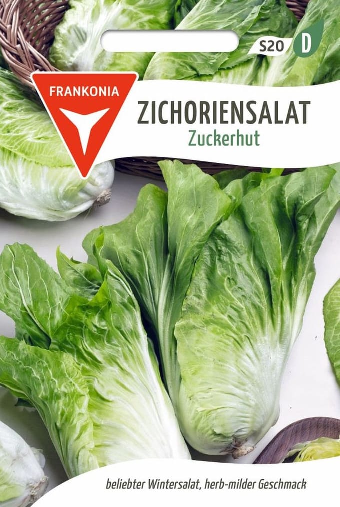 Cichoreisalade, suikerbrood - groentezaden, slazaden, zaden