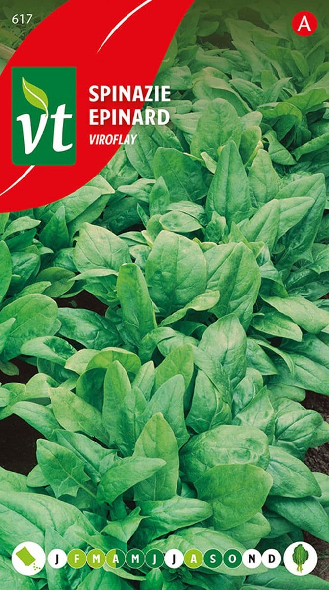 Spinazie 'Viroflay' - Perfect voor Voorjaar en Herfstteelt