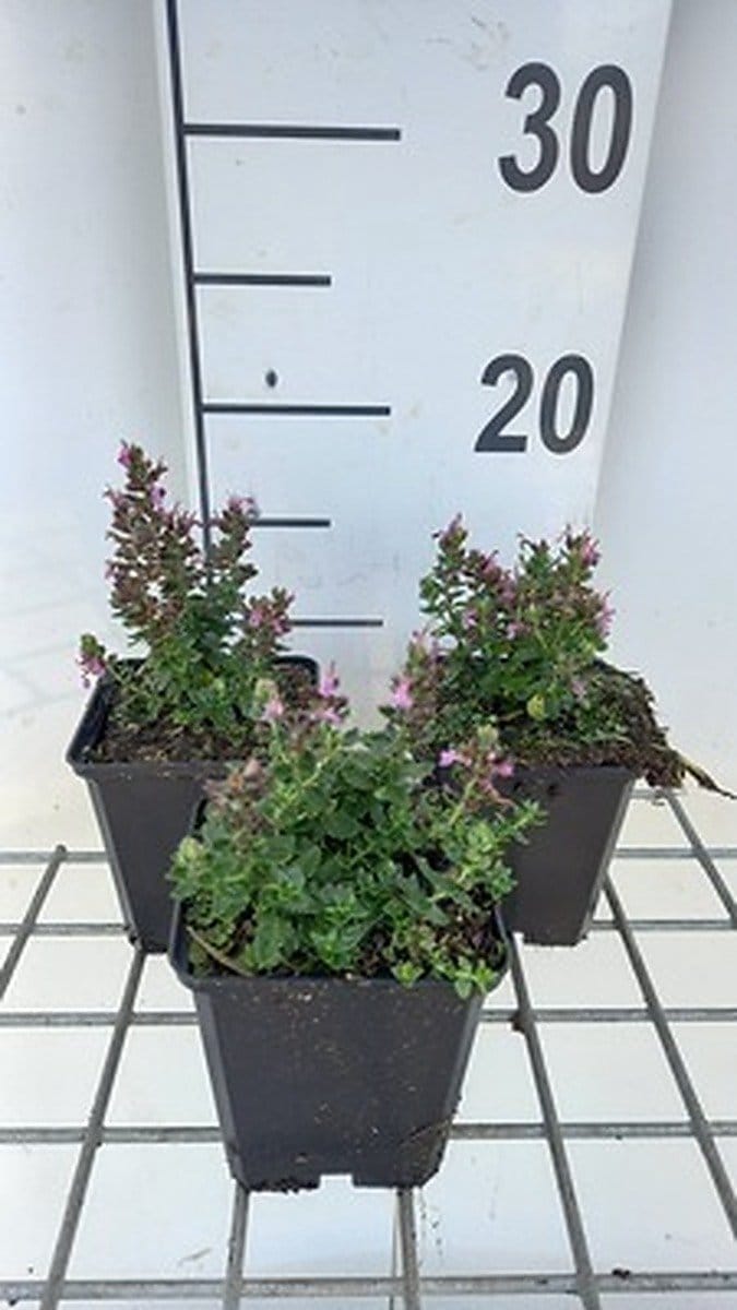 6x Gamander - Teucrium cham. 'Nanum' | 9x9 cm pot