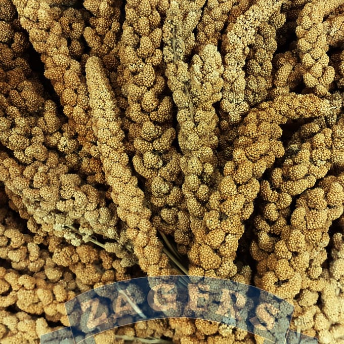 Zagers Chinese trosgierst geel 5 kg