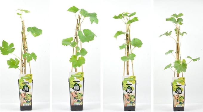Witte Druiven fruitplanten mix - set van 4 verschillende soorten Witte Druiven - hoogte 30 / 40 cm