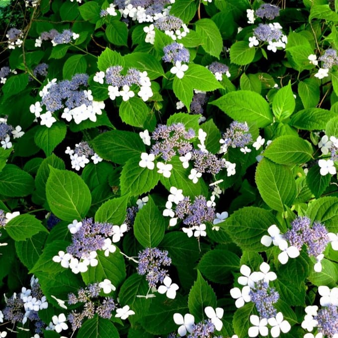 12 x Hydrangea serrata 'Bluebird' C2 - Schermhortensia in C2(liter) pot met hoogte 20-30cm