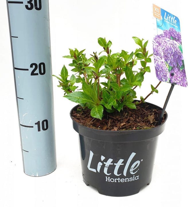 Set van 5x Hydrangea macrophylla 'Little Purple' - Dwerg Hortensia in 2 liter kweekpotten