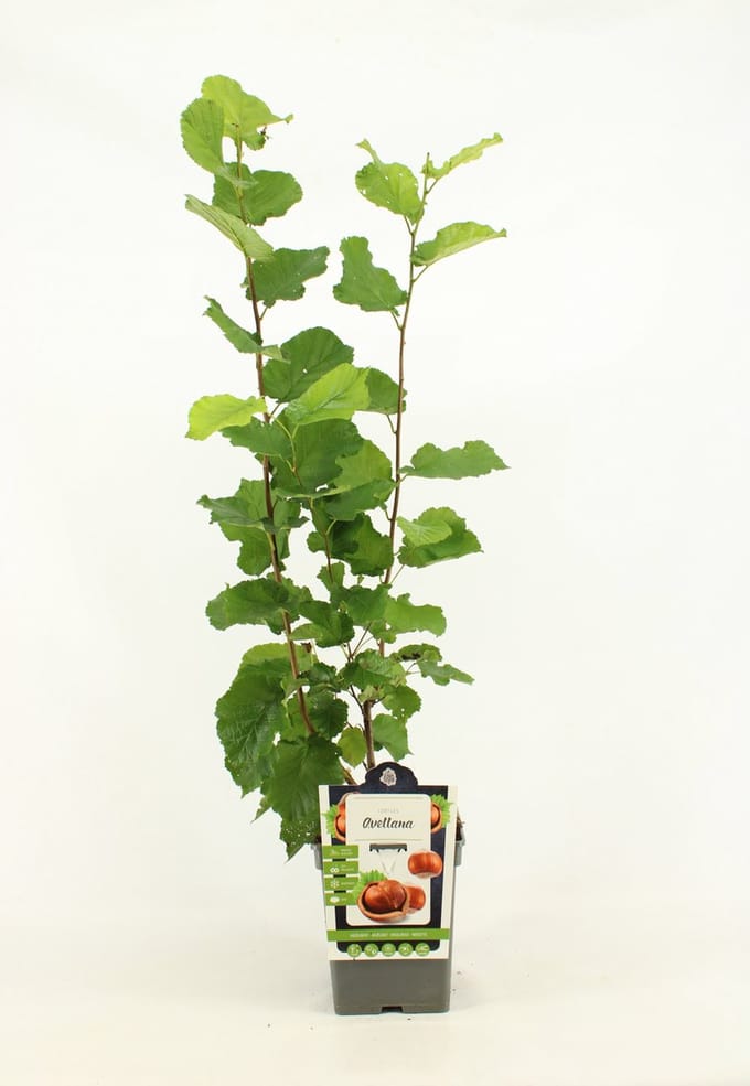 Hazelaar - Corylus Avellana - hoogte 80 - 90 cm