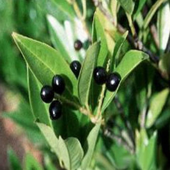 Prunus Laurocerasus 'Reynvaanii' - Laurierkers 40-60 cm pot